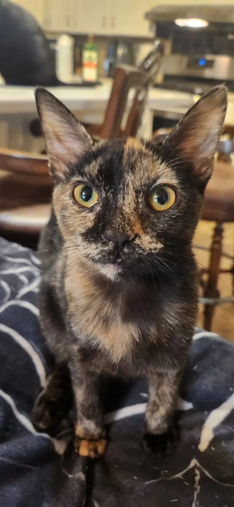 Peg Leg, a female cat up for adoption