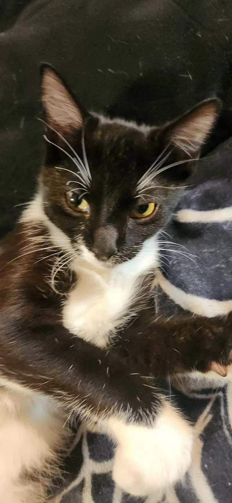 Crutch, a male cat up for adoption
