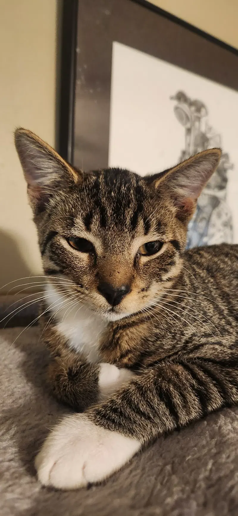 Stubbs, a male cat up for adoption