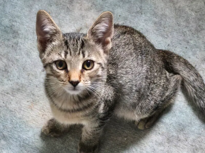 Layla, a female kitten up for adoption