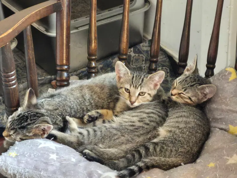 Piper, a female kitten up for adoption