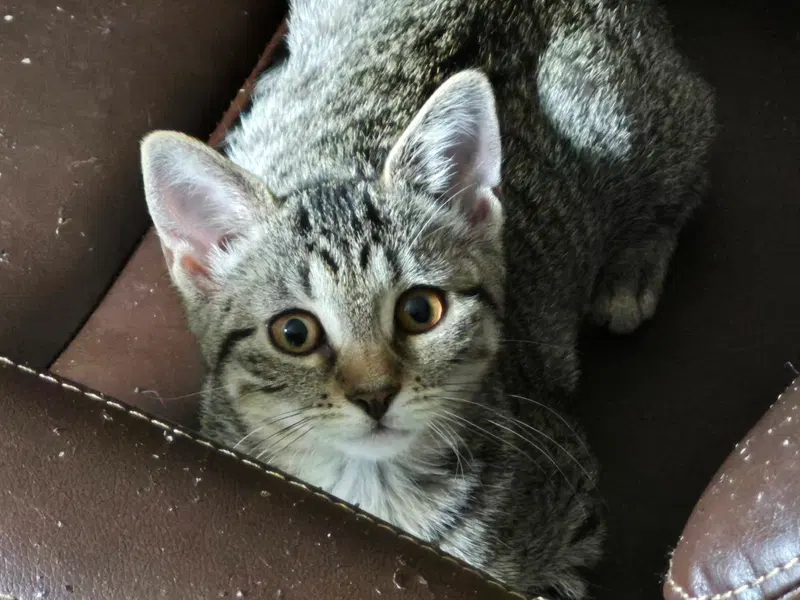 Piper, photo 3