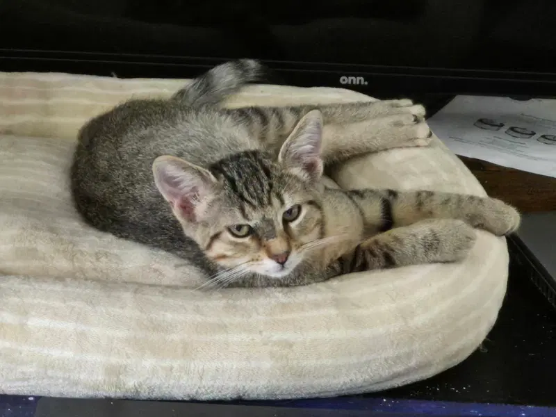 Nugget, a male kitten up for adoption