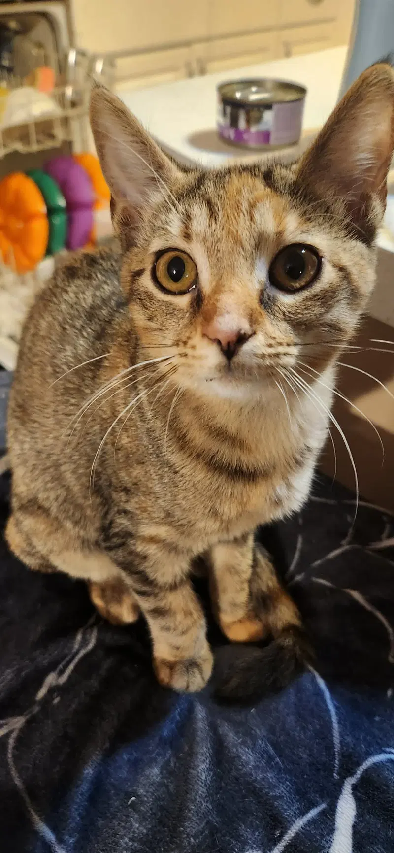 Flapper, a female cat up for adoption