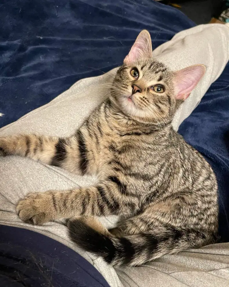 Callista, a female kitten up for adoption