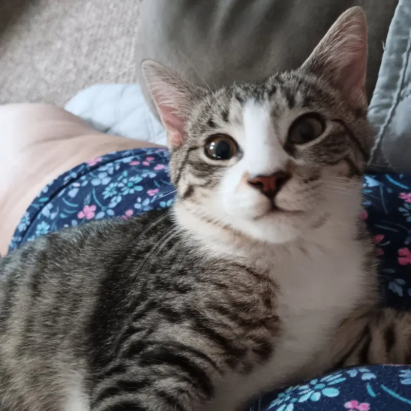 Cuddles, a young female cat up for adoption