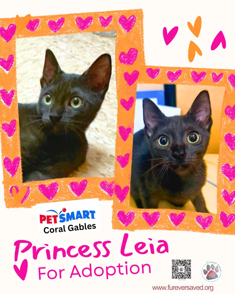 Princess Leia, a female kitten up for adoption