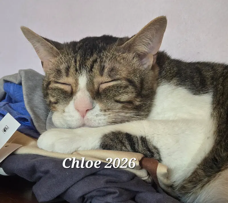 Chloe, an adult female cat up for adoption