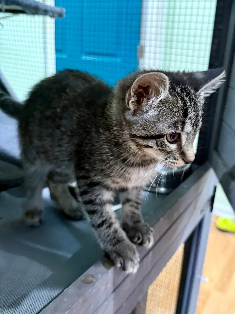 Cat, photo 4