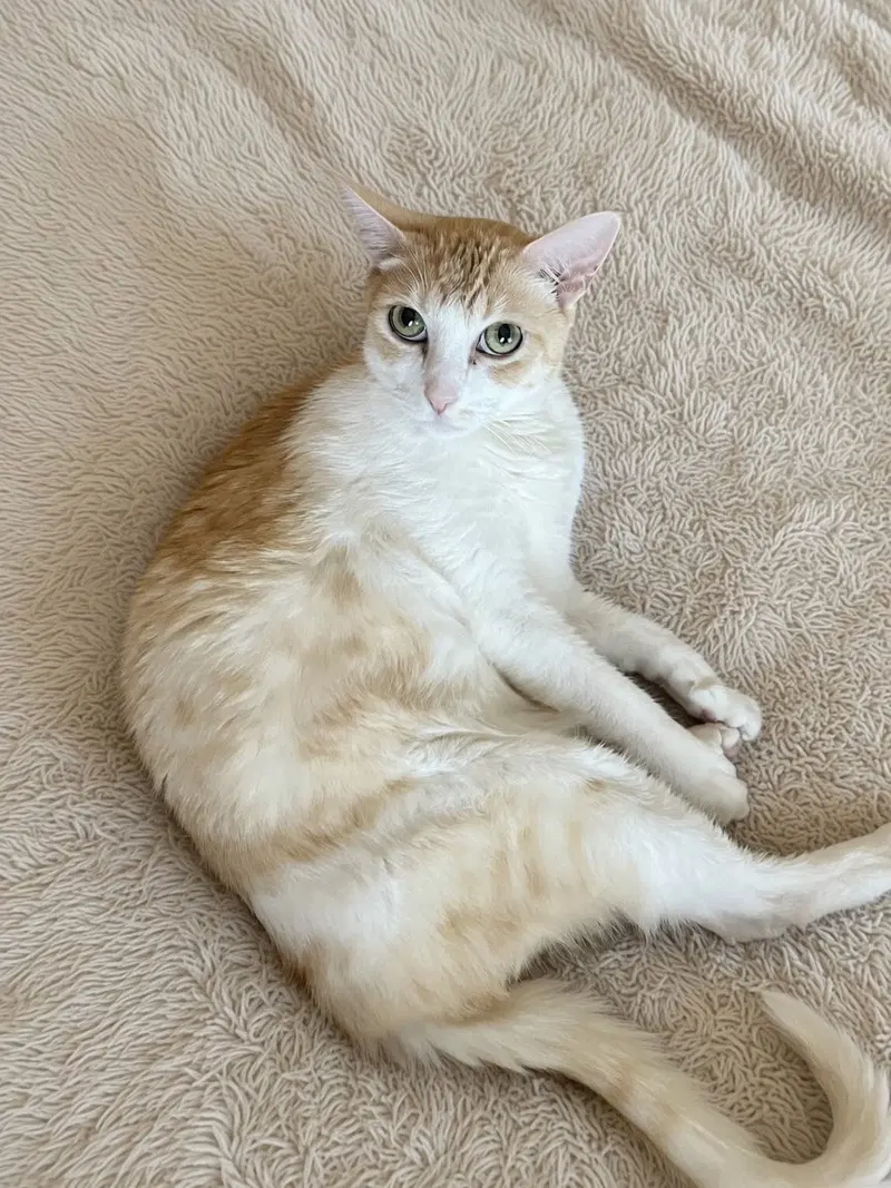 A Senior Companion, a senior male Tabby cat up for adoption