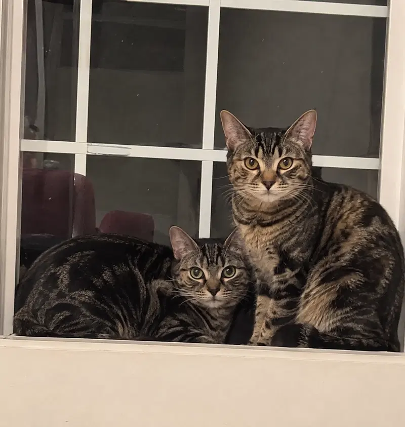 Theodora and Nell, photo 2