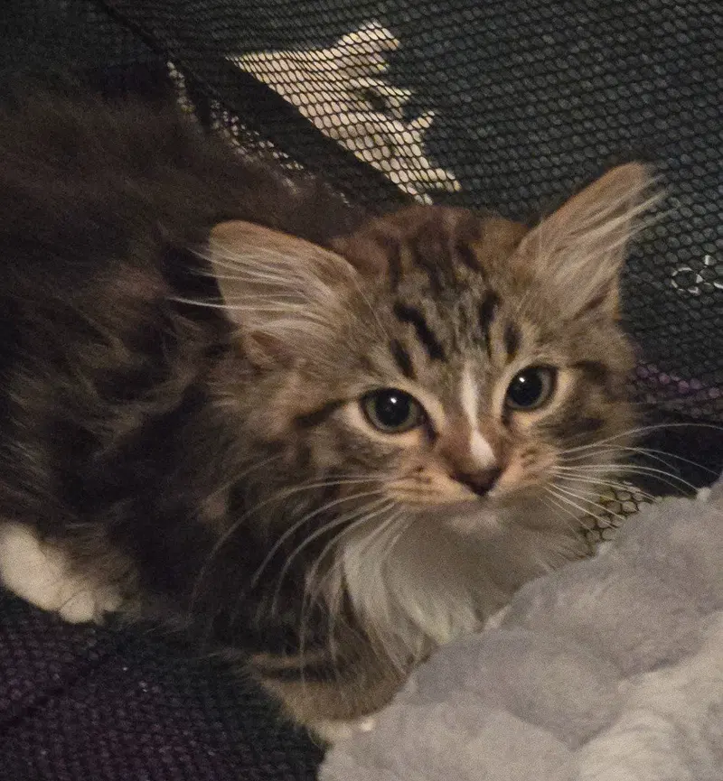 Lg, a young male cat up for adoption