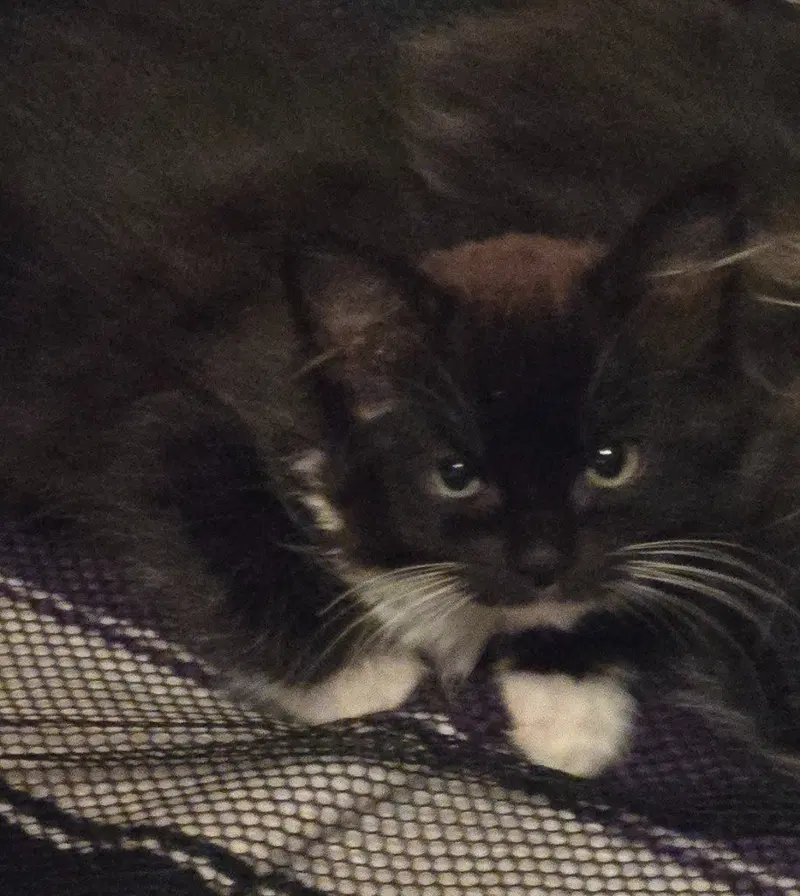 Lg, a young female cat up for adoption