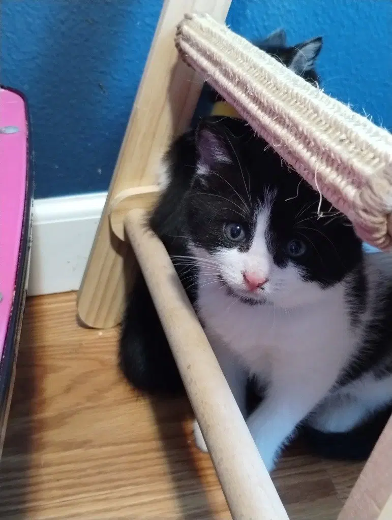 Figaro, photo 2