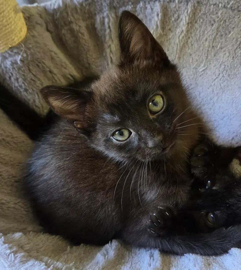 Pepper, photo 4