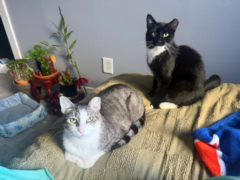 Watch the video of Marquis and Majesty