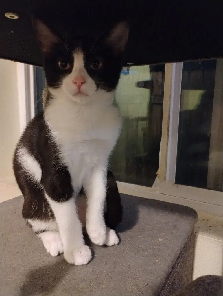 Rosina, a young female cat up for adoption