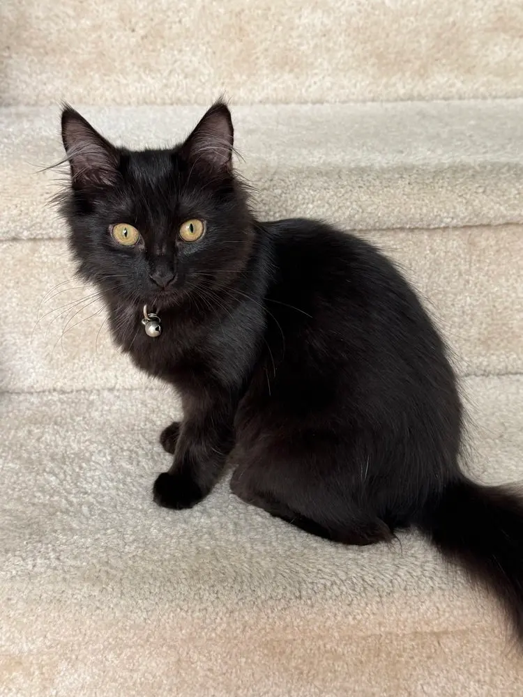 Dawn, a female kitten up for adoption