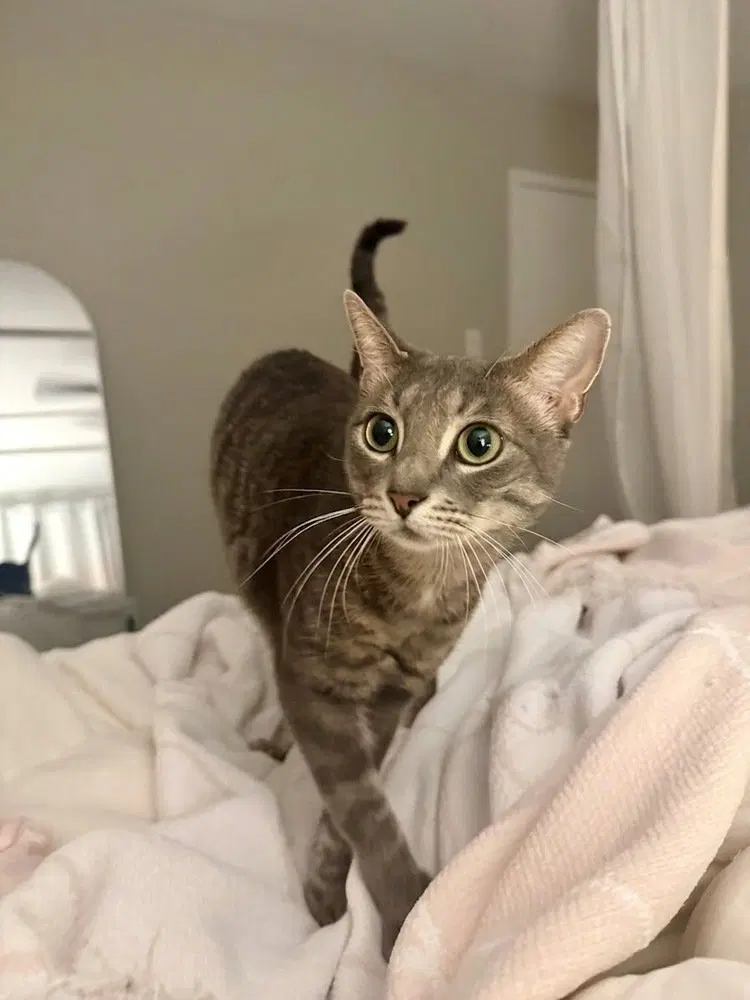 Squid, an adult male cat up for adoption