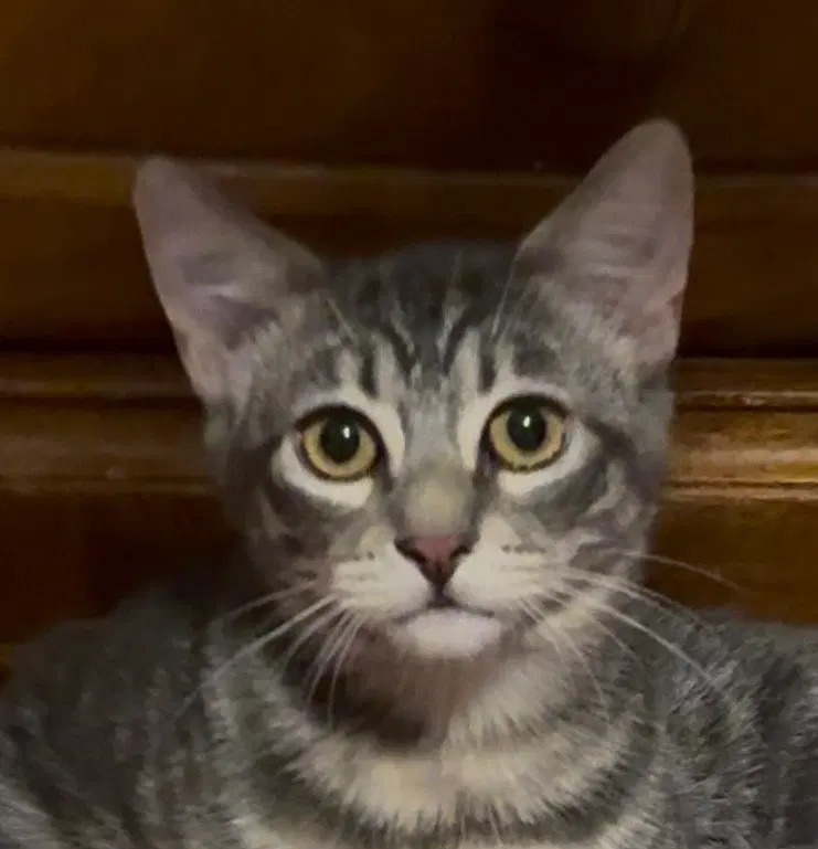 Wynken, a male kitten up for adoption