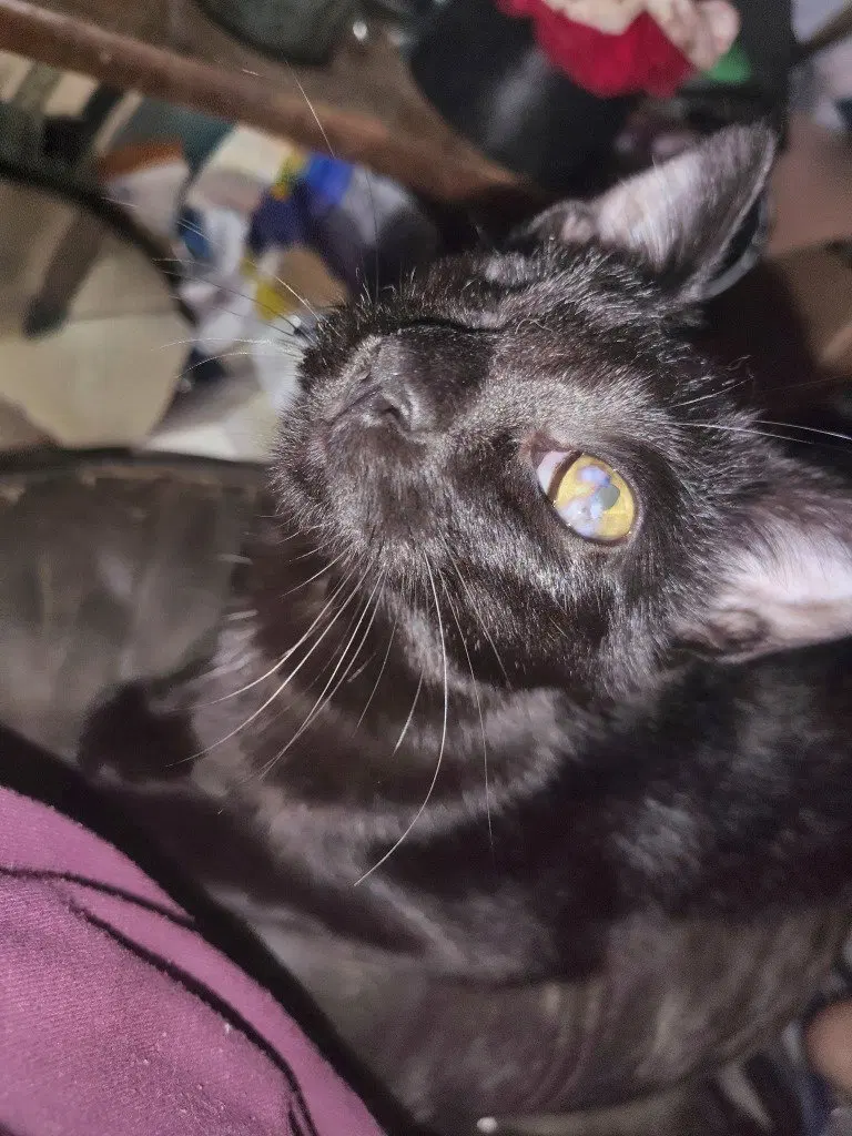 Midnight, a young female cat up for adoption