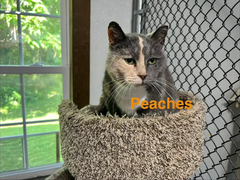 Peaches, a senior female Dilute Calico cat up for adoption