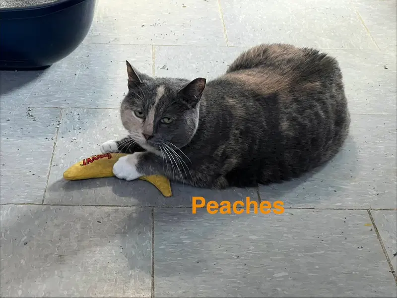 Peaches, photo 2
