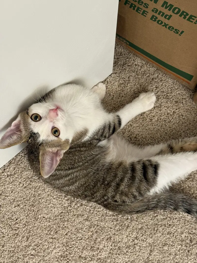 Lord Fluffernut, a male kitten up for adoption