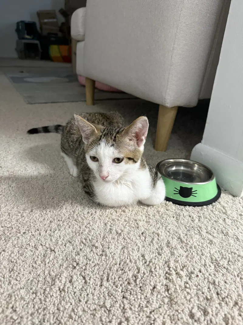Lord Fluffernut, photo 2