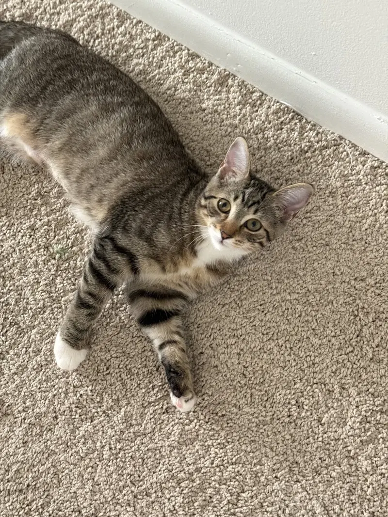 Lady Butterbumcakes, a female kitten up for adoption