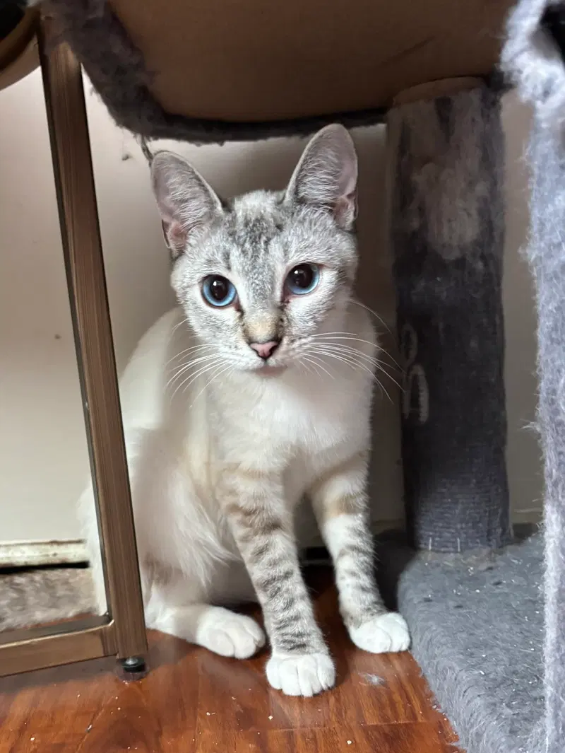Frostine, an adult female Siamese cat up for adoption