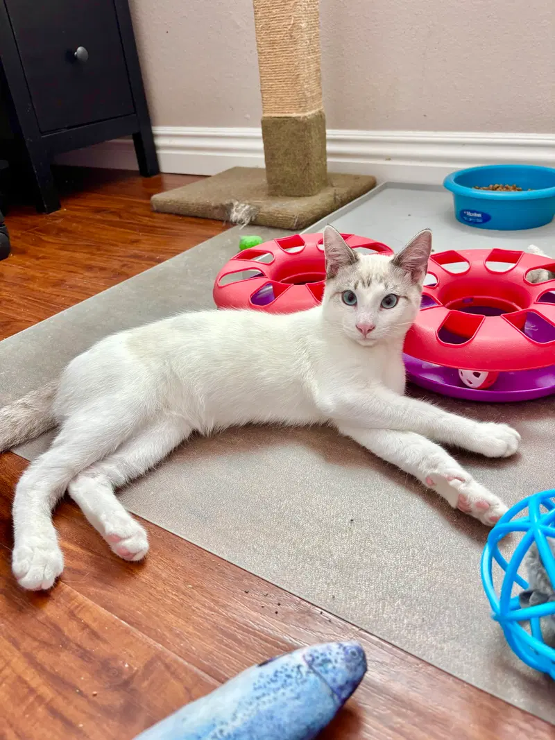 Flurry, a young male Siamese cat up for adoption