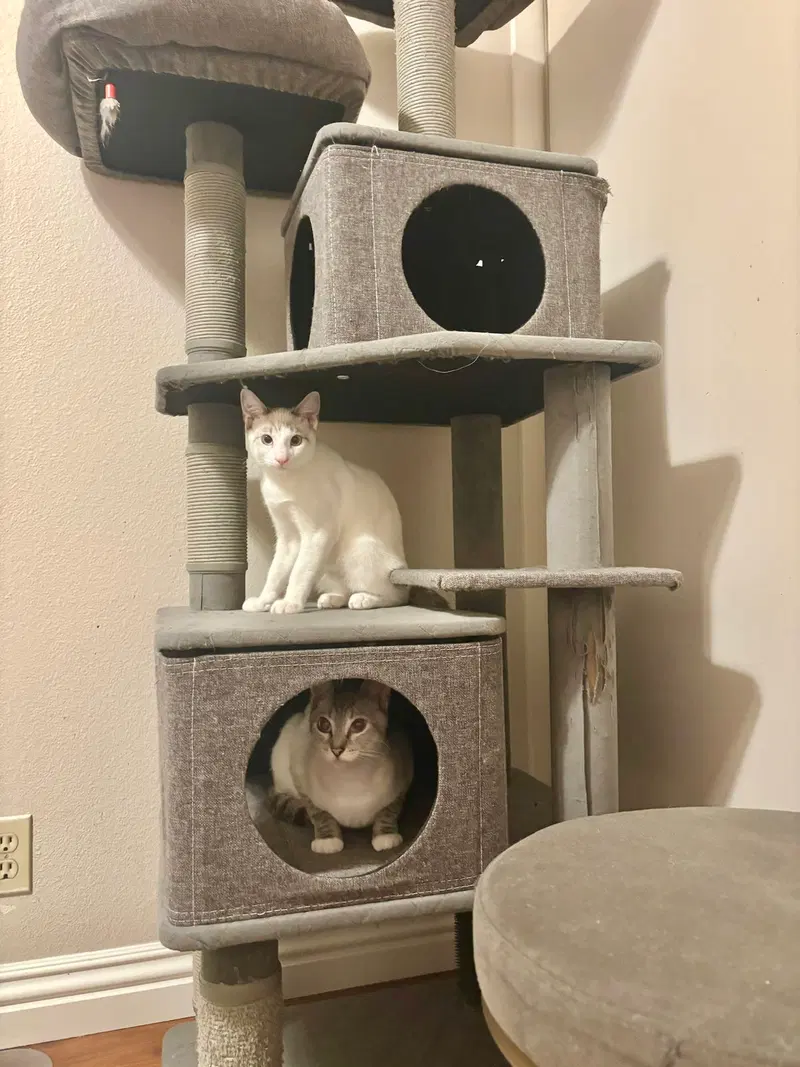 Flurry, photo 3