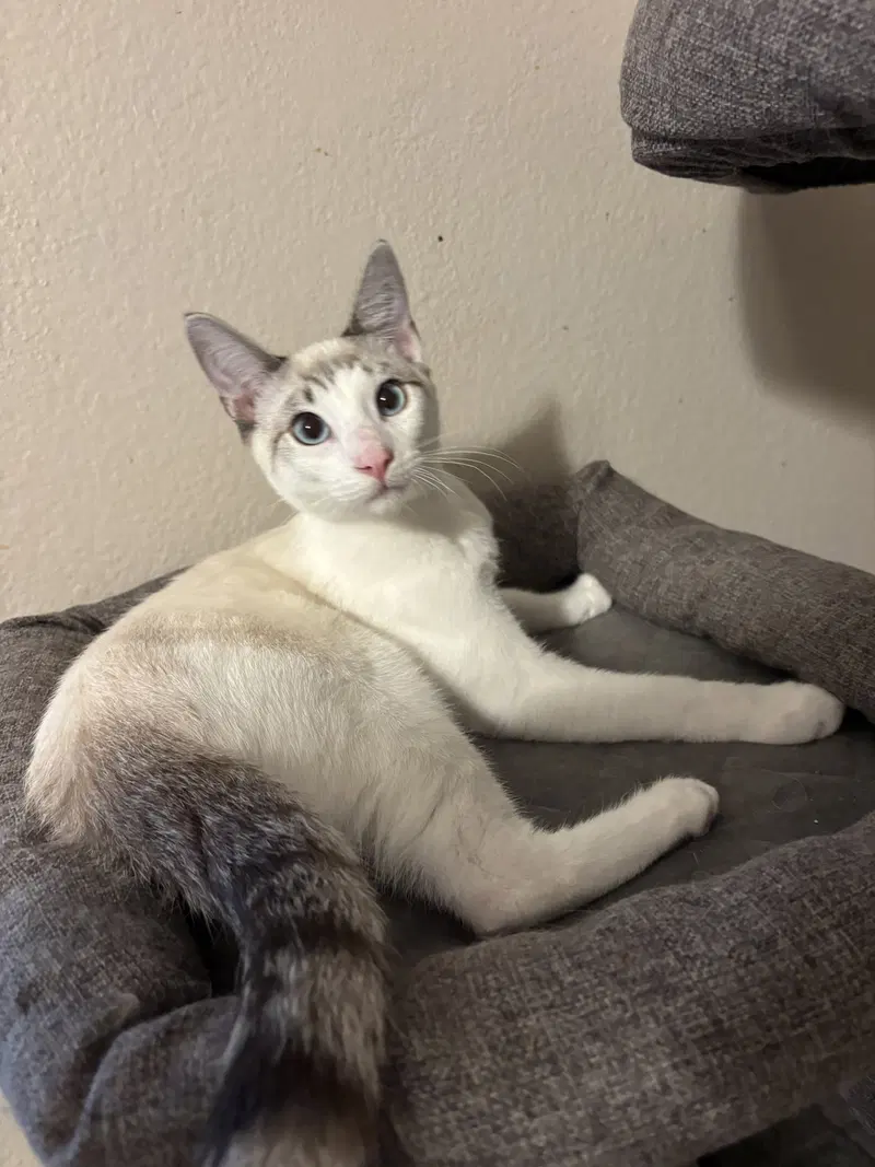 Flurry, photo 4