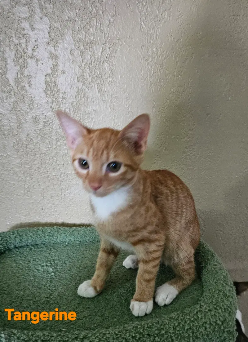 Tangerine, photo 3