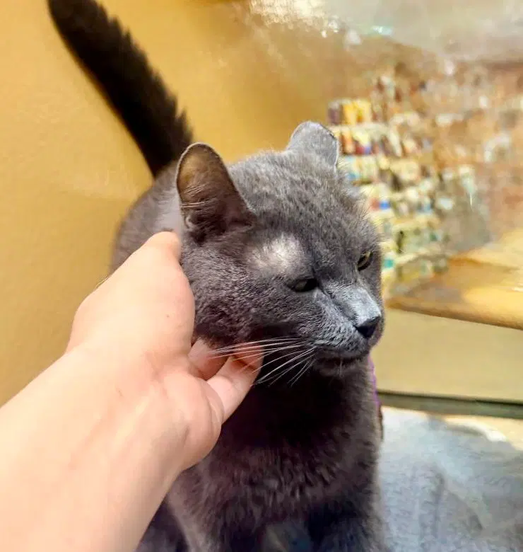 Ben, an adult male Russian Blue cat up for adoption