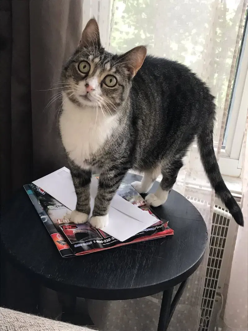Baby, an adult female cat up for adoption