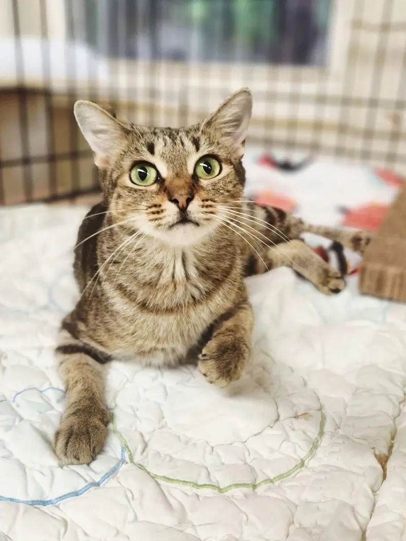 Macchiato, an adult female cat up for adoption