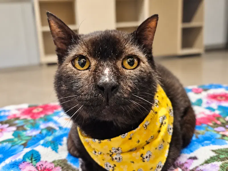 Brownie., an adult male cat up for adoption