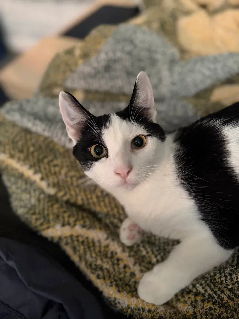 Jagger w/Zeppelin, a male kitten up for adoption