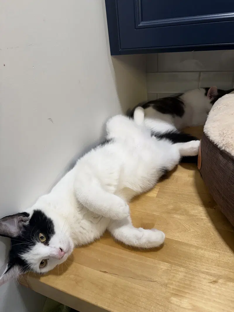 Zepplin w/Jagger, a male kitten up for adoption
