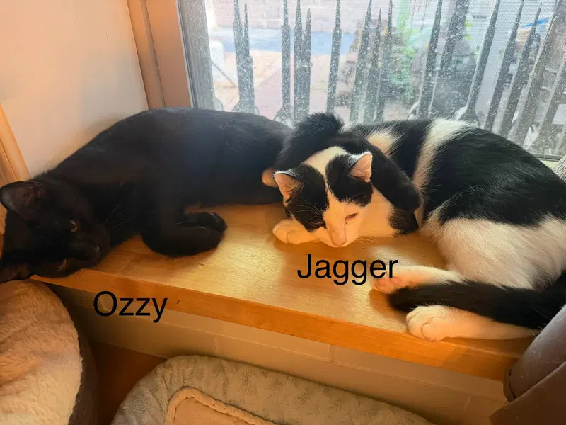Ozzy, photo 3