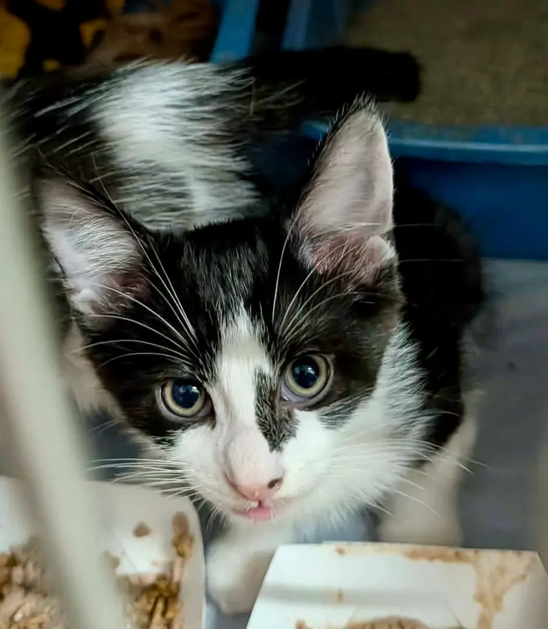 Mango Kitten, a kitten up for adoption