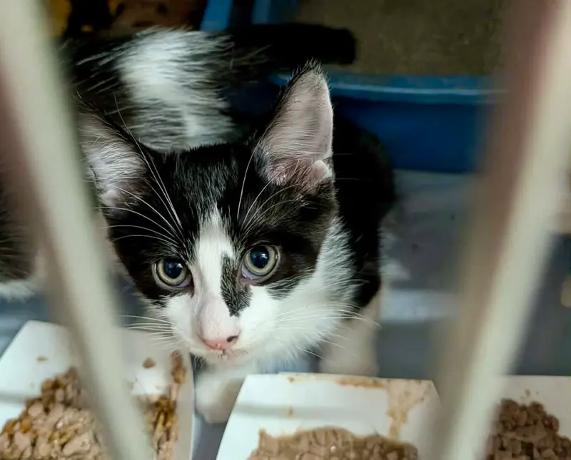 Mango Kitten, photo 2