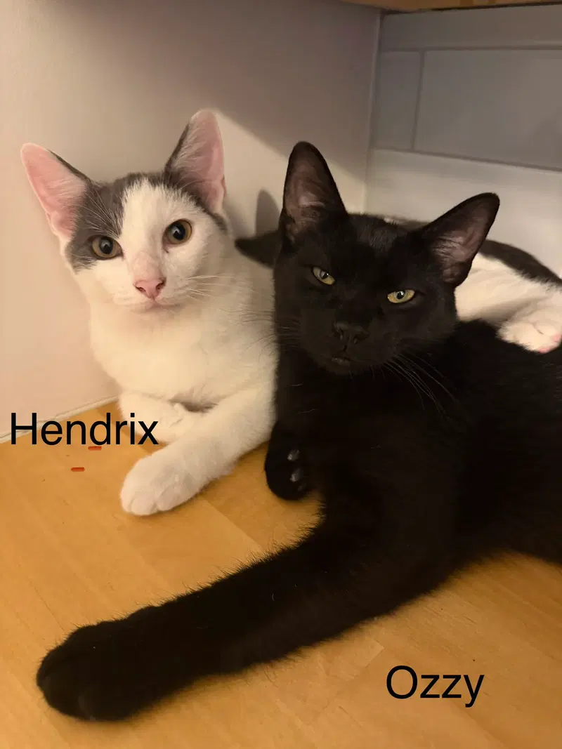 Hendrix, photo 3