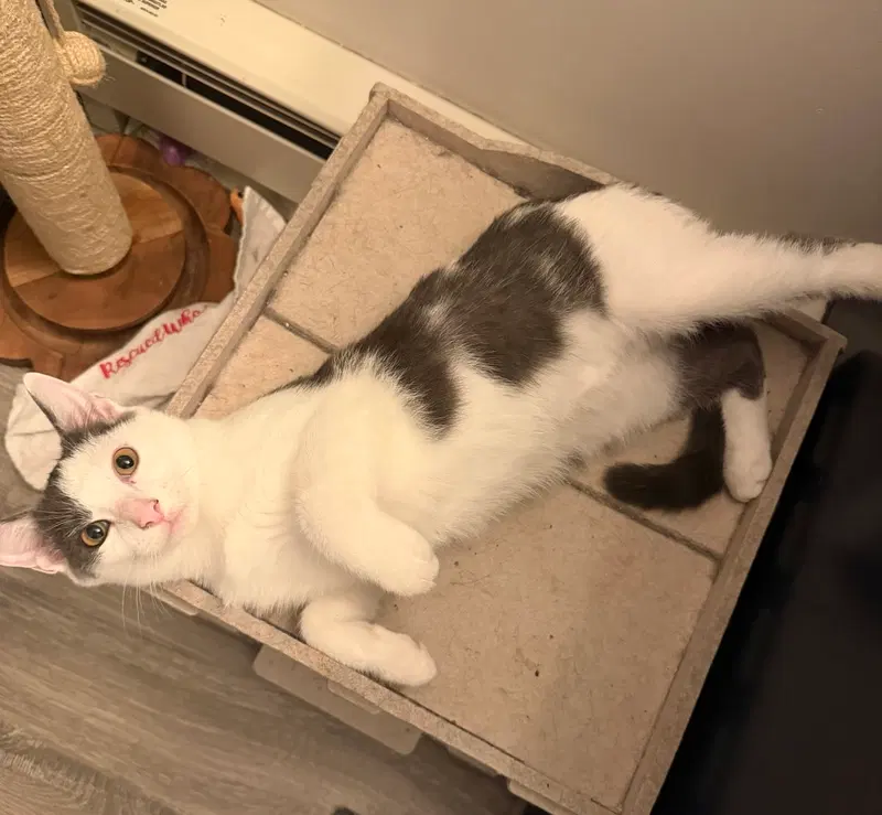 Hendrix, a male kitten up for adoption
