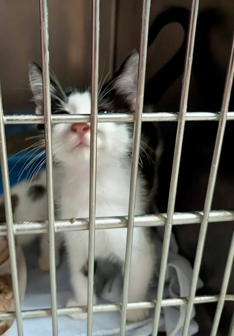 Mango Kitten, a kitten up for adoption