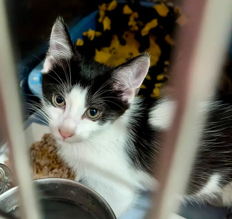 Mango Kitten, photo 2