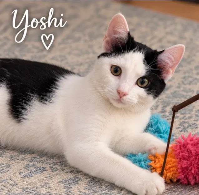 Yoshi, photo 2