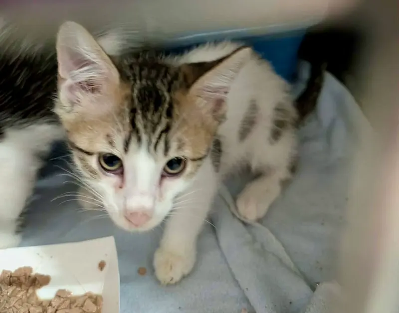 Mango Kitten, a female kitten up for adoption